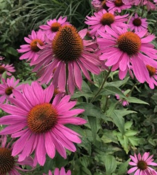 Bíbor kúpvirág - Echinacea purpurea Rubinstern