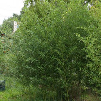 Örökzöld növények Phyllostachys bissetii sövénybambusz