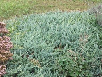 Kék levelű terülő boróka - Juniperus Blue Chip