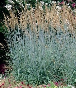 Indiánfű – Sorghastrum nutans Sioux Blue