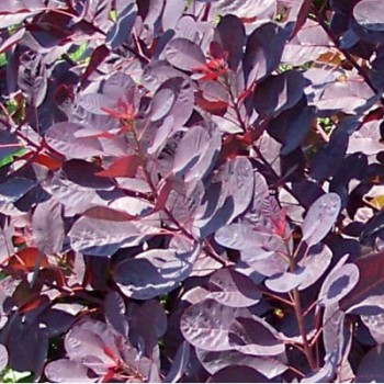 Bordó levelű cserszömörce - Cotinus coggygria Royal Purple - Színes levelű cserjék