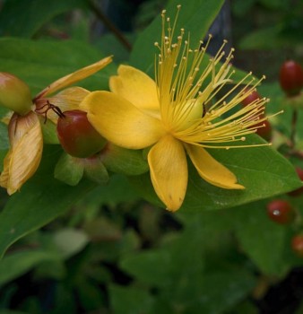 Bőrlevelű orbáncfű virág - Hypericum calycinum