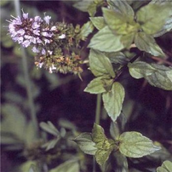 Borsmenta Mentha piperita Orange