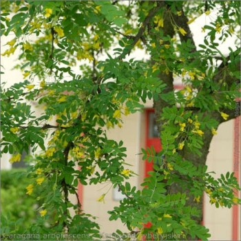 Borsófa - Caragana arborescens, Fotó:Babij, Flickr