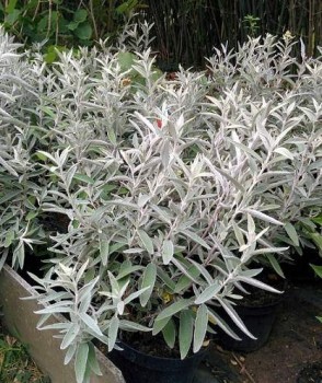 Ezüstös levelű törpe nyáriorgona - Buddleja davidii Silver Anniversary