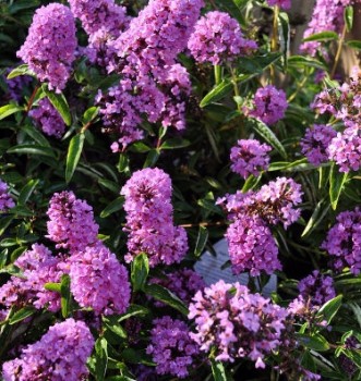 Törpe nyáriorgona lila virágú - Buddleia davidii Free Petite Tutti Frutti