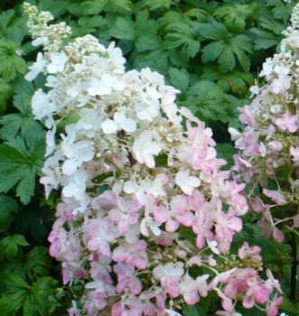 Bugás hortenzia fehér rózsaszín Hydrangea paniculata Ruby