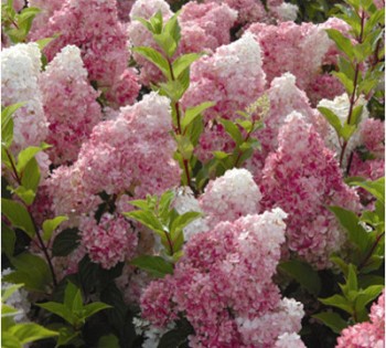 Bugás hortenzia - Hydrangea paniculata Vanille Fraise