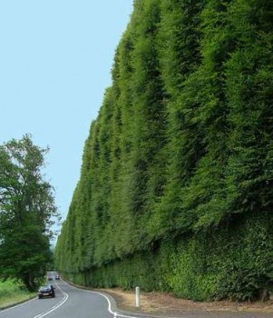 Bükk sövény Bükkfa - Fagus sylvatica 