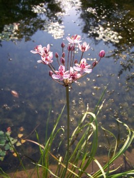 Tavi növények Virágkáka - Butomus umbellatus