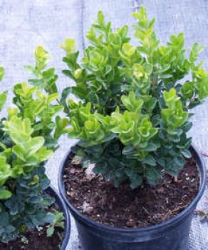 Örökzöld növények Törpe puszpáng cserepes növény - Buxus sempervirens Suffruticosa