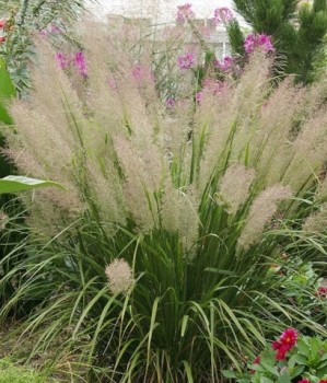 Koreai nádtippan - Calamagrostis Brachytricha