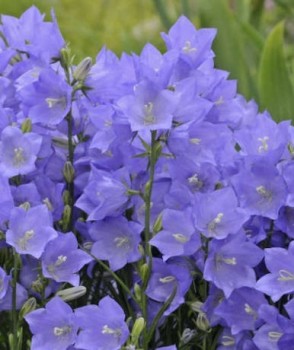 Baracklevelű harangvirág - Campanula persicifolia Takion Blue