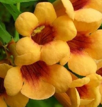 Narancssárga virágú trombitafolyondár Campsis radicaans Judy