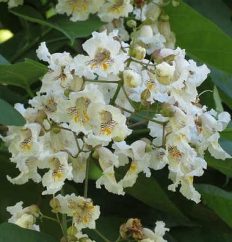 Szívlevelű szivarfa, Catalpa bignonioides