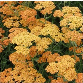 Cickafark - Achillea millefolium Terracotta