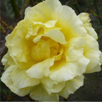 Citromsárga virágú bokor rózsa - Buccaneer rózsa virág