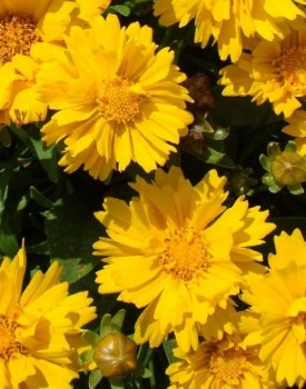 Nagyfészkű menyecskeszem – Coreopsis grandiflora Illico