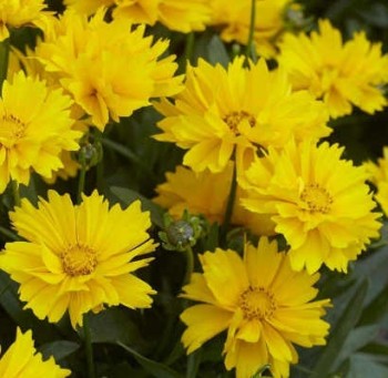 Menyecskeszem Coreopsis grandiflora Presto