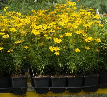 Törpe menyecskeszem Coreopsis verticillata Zagreb