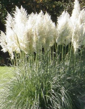 Pampafű Cortaderia selloana Sunningdale Silver