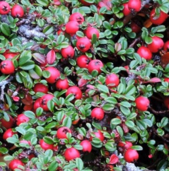 Szőnyeg madárbirs, Cotoneaster dammeri Schoon