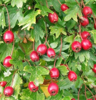 Egybibés galagonya, Crataegus monogyna - Fotó: Peter O'Connor aka anemoneprojectors Follow, Flickr
