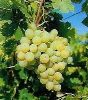 Csabagyöngye csemegeszőlő