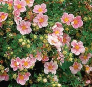 Cserjés pimpó rózsaszín Potentilla fruticosa Glenroy Pinkie