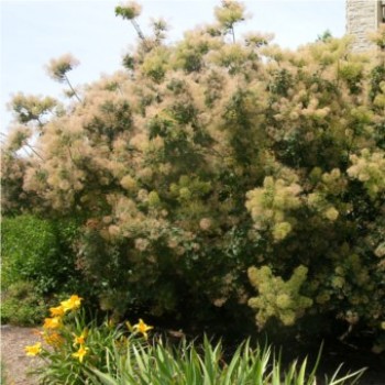 Cserszömörce - Cotinus coggygria