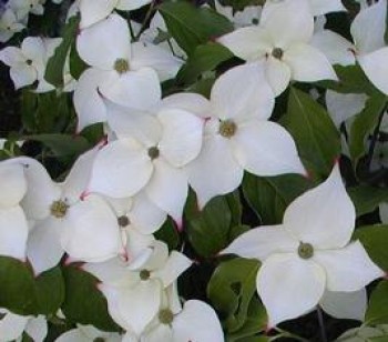 Kínai csillagsom - Cornus kousa var Chinensis