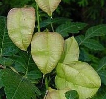 Csörgőfa - Koelreuteria paniculata