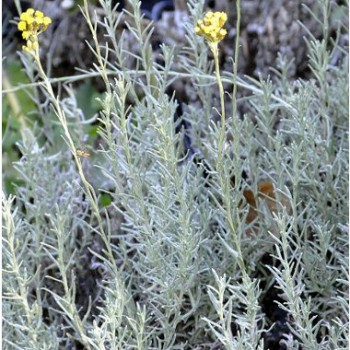 Olasz szalmagyopár, Curry - Helichrysum italicum