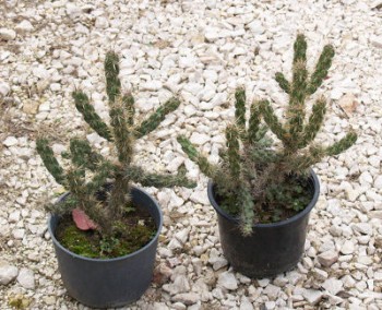 Télálló bokor kaktusz - Cylindropuntia imbricata