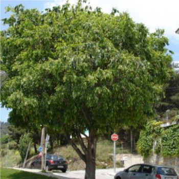 Déli ostorfa - Celtis australis