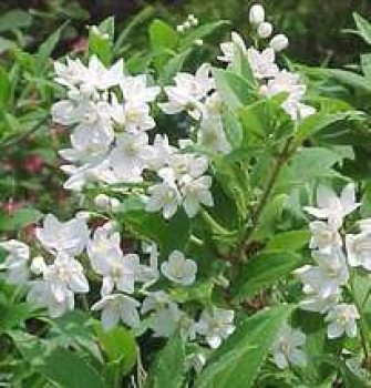 Érdeslevelű gyöngyvirágcserje virág - Deutzia scabra virágos cserje