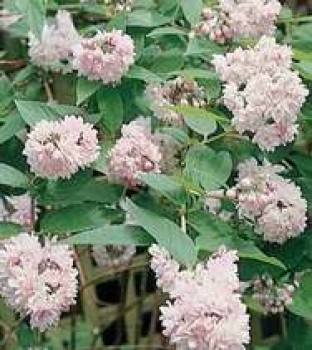 Rózsaszín gyöngyvirágcserje virágok - Deutzia Pink Pom-Pom