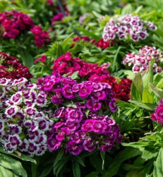 Törökszegfű színkeverék - Dianthus barbatus Barabarini Formula Mix