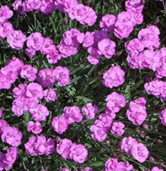 Pünkösdi szegfű - Dianthus gratianopolitanus Pink Jewel