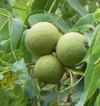 Dió - Juglans regia gyümölcs erdei gyümölcsök