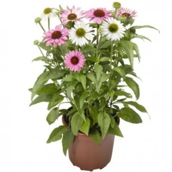 Echinacea purpurea cream crush - Bíbor kasvirág - Forrás: syngentaflowers com
