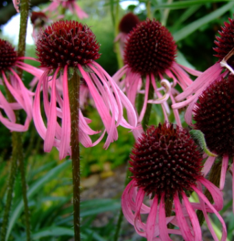 Halványlila tobozvirág Echinacea pallida