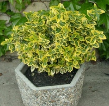 Aranytarka kúszó kecskerágó - Euonymus fortunei Emeraldn Gold