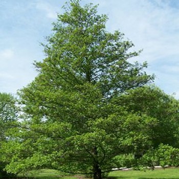 Fák, Díszfák Enyves éger fa - Alnus glutinosa