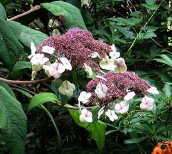 Érdeslevelű hortenzia – Hydrangea aspera