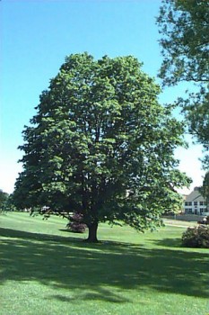 Fák, Díszfák Ezüst juhar fa - Acer saccharinum - Forrás: www.hort.uconn.edu