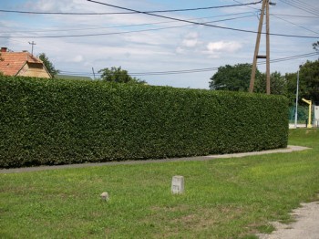 Télizöld fagyal - Ligustrum ovalifolium