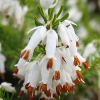 Erika fehér - Erica carnea Isabell - örökzöld törpecserje