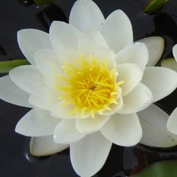 Fehér virágú tavirózsa Nymphaea Marliacea Albida tavi növény, tündérrózsa