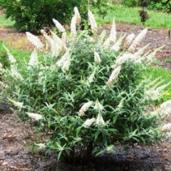 Fehér virágú törpe Nyáriorgona - Buddleja davidii White Ball